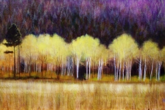 Aspen Grove